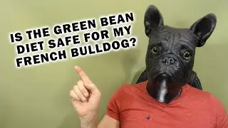 Is It Safe To Put My French Bulldog on the Green Bean Diet 1