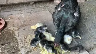 Цыплята-миксы(Азиль-Бразил-Китай). Mixed chickens (Azil-Brazil-China).