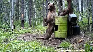 МЕДВЕЖОНКУ ЕДЫ НЕ ДОСТАЛОСЬ, НО БЫЛО ЧЕМ НАДУШИТЬСЯ.