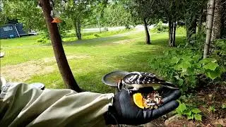 Ewan Dobson - Hairy Woodpecker w/ recent offspring [June-14-2020]