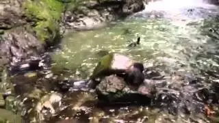 Seal Soup