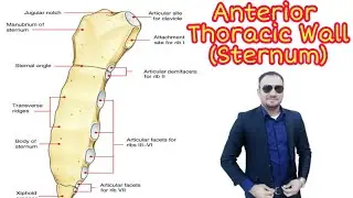 Anterior Thoracic Wall (Sternum)