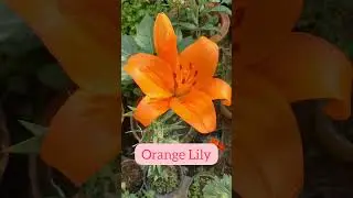 Orange Lily flower 🌼😍