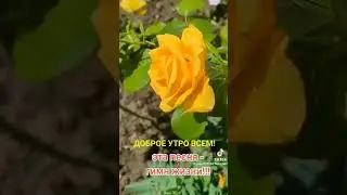 ГИМН ЖИЗНИ!!!🎶💕