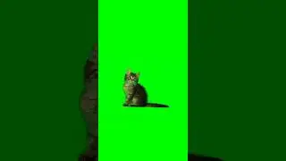 so cute kitty 🐈 green screen effect 