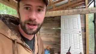 How to Choose a Chicken Breed