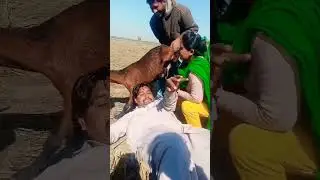 How To Funny Video Bakri Ka Doodh Short Video 