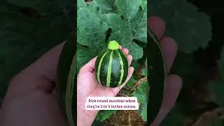 When to Harvest Zucchini #shorts #zucchini #harvesting #vegetablegardening