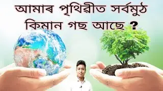 How many Trees are there in the World ? Trees Facts.