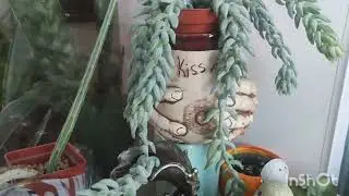 Обзор растений на лоджии.Сделала флорариум, наконец - то...