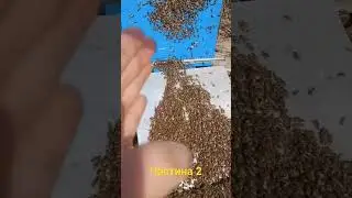 🐝🍯