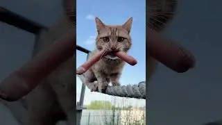 Пиксель год назад 🙏😢🐈 