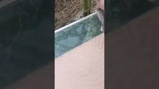 Паймал ласточку