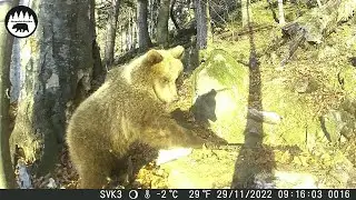 Male medvieda a jeho oblubene miesto (62)
