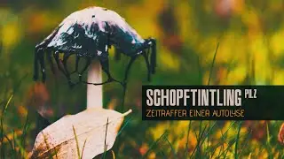 Shaggymane - Autolysis of a Mushroom