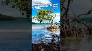 All About Mangroves: Cultural Value 🧘