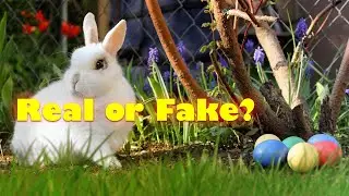 THE EASTER BUNNY - real or fake?