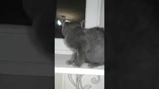 Кошка смотрет на своё атрожение.