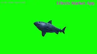 shark best green screen video