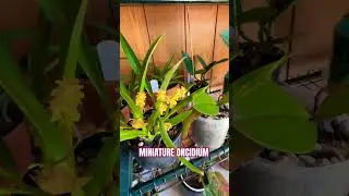 Miniature Oncidium In Blooms #shorts