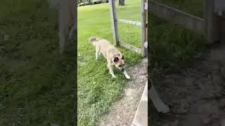 Cooper working in the Garden