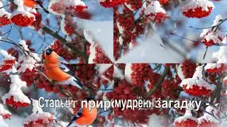 рябина