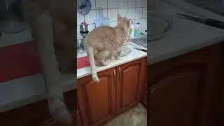 Бубусики сладкие и минтай