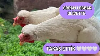 ARTIK HAYATIMIZDA YOKLAR🥹❓YEMYEŞİL YUMURTA VERİYORLAR💚YİNE DOPDOLU VLOG