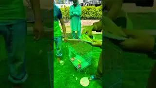 Birds at AL Noor Farm | Multan | Open Cage #viral #shortsvideo #birds @zarmeendua324 #trending