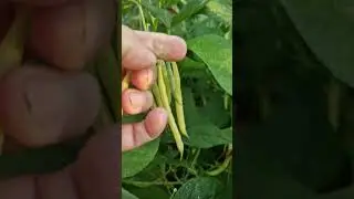 raccolta fagiolini #2023 #agriculture #orto #ortofacile #polliceverde #viral