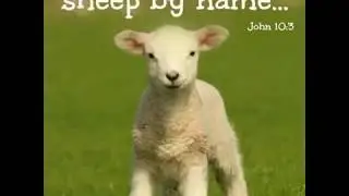 SHEEP vs Goat 🐐