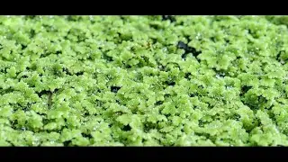 AZOLLA: THE MAGIC TO CUT LIVESTOCK FEED COSTS#farming #viralvideo #viralshort #viralvideos