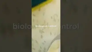 Drones Deploy Beneficial Insects