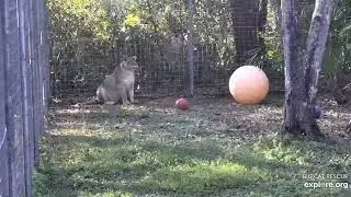 Spooked by squirrel climbing the tree. Koda lioness at Big Cat Rescue.