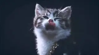 Best jokes. Funny to tears - FUNNY BOB TV