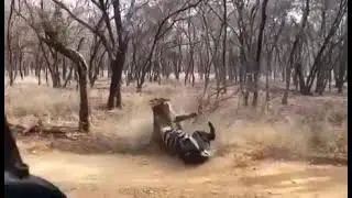 Live Tiger Fight in Forest - Ranthambhore