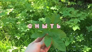 Сныть Полезные свойства