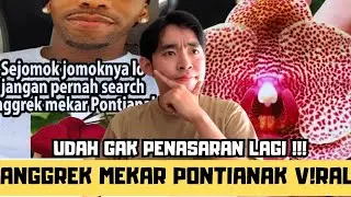 Pontianak's Blooming Orchid has gone viral? Discussing Pontianak's Blooming Orchid with just stic...