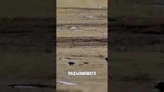 Пастух спустил ГИГАНТА на волков 😤🔥🚜