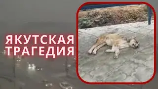 SOS! Нечем оплатить перелёт