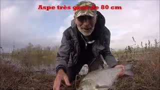 Aspes de Loire 2020
