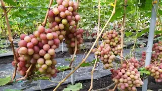 Lily of the Valley, Chernyava Divchina, Bohemia, Muscat Dubovsky, Voploshchenie - grape review!!!