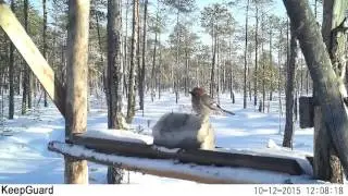 Сойка на солонце, заказник Верхне Кондинский, фотоловушка
