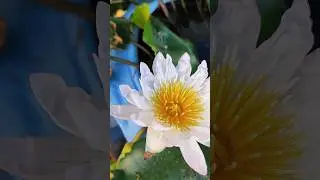 🌺ТРОПИЧЕСКИЕ РАСТЕНИЯ или ботанический спам из Тая от меня к вам в ленту^^