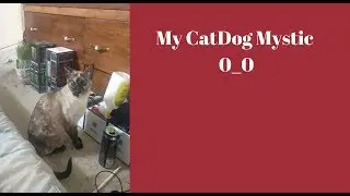 My CatDog Mystic!!!?