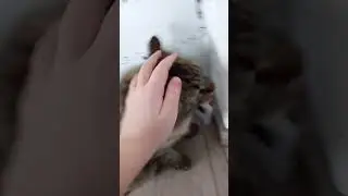 О давай ты будешь Рататуй