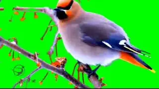 Green Screen Dove Birds Flying Effects || Dove Pigeon | Bird flying green |Ariea Green screen videos