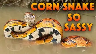 Corn Snake STRIKES 11 Times in Defensive Behavior Display