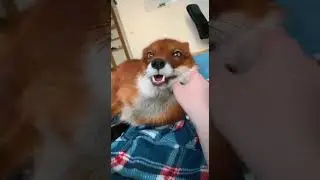 На что похожи лисьи звуки? Ожидания: фыр фыр фыр