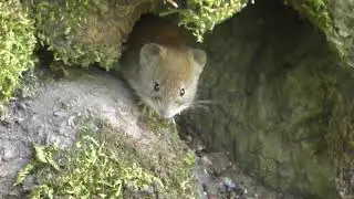 Arvicola rossastra